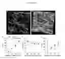 Fig. 27 - COLLAGEN-BASED MATRICES FOR VESSEL DENSITY AND SIZE REGULATION