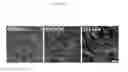 Fig. 35 - COLLAGEN-BASED MATRICES FOR VESSEL DENSITY AND SIZE REGULATION