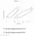 Fig. 46 - COLLAGEN-BASED MATRICES FOR VESSEL DENSITY AND SIZE REGULATION