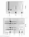 Fig. 06 - Method of detection using antibodies that specifically bind hedgehog-derived polypeptides