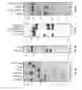 Fig. 07 - Method of detection using antibodies that specifically bind hedgehog-derived polypeptides