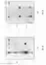 Fig. 09 - Method of detection using antibodies that specifically bind hedgehog-derived polypeptides