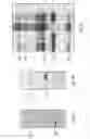 Fig. 12 - Method of detection using antibodies that specifically bind hedgehog-derived polypeptides