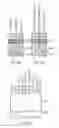 Fig. 33 - Method of detection using antibodies that specifically bind hedgehog-derived polypeptides