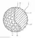 Fig. 01 - Golf ball