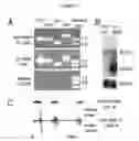 Fig. 08 - Virus discovery by sequencing and assembly of virus-derived siRNAS, miRNAs, piRNAs
