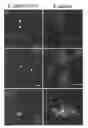 Fig. 01 - Methods and materials for capture antibody targeted fluorescent in-situ hybridization (CAT-FISH)