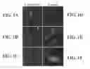 Fig. 02 - Methods and materials for capture antibody targeted fluorescent in-situ hybridization (CAT-FISH)