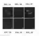 Fig. 04 - Methods and materials for capture antibody targeted fluorescent in-situ hybridization (CAT-FISH)