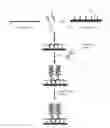 Fig. 01 - Detection of Nucleic Acids