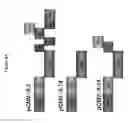 Fig. 10 - Compositions and methods for identifying enzyme and transport protein inhibitors