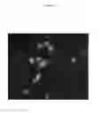 Fig. 20 - Compositions and methods for identifying enzyme and transport protein inhibitors