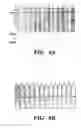 Fig. 09 - Methods and compositions for diagnostic assays for measuring cell mediated immune response