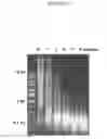 Fig. 04 - Nucleic acid sample preparation methods and compositions