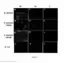 Fig. 05 - MULTIFUNCTIONAL GLYCOPEPTIDE ANTIBIOTIC DERIVATIVES FOR FLUORESCENT IMAGING AND PHOTOACTIVE ANTIMICROBIAL THERAPY