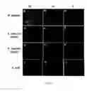 Fig. 06 - MULTIFUNCTIONAL GLYCOPEPTIDE ANTIBIOTIC DERIVATIVES FOR FLUORESCENT IMAGING AND PHOTOACTIVE ANTIMICROBIAL THERAPY