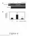 Fig. 05 - Pharmaceutical compositions comprising angiotensin-(1-9), derivatives thereof, or a vector expressing ACE2, useful for treating cardiovascular, pulmonary, cerebral, and/or renal remodeling