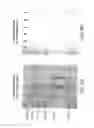 Fig. 13 - Use of HASF as a Protective Agent Against Ischemic Tissue Damage