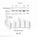 Fig. 03 - COMPOUNDS AND METHODS OF PROMOTING OLIGODENDROCYTE PRECURSOR DIFFERENTIATION