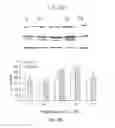 Fig. 04 - COMPOUNDS AND METHODS OF PROMOTING OLIGODENDROCYTE PRECURSOR DIFFERENTIATION