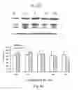 Fig. 05 - COMPOUNDS AND METHODS OF PROMOTING OLIGODENDROCYTE PRECURSOR DIFFERENTIATION