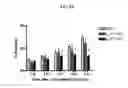 Fig. 05 - AMINE-BASED AND AMIDE-BASED INHIBITORS OF SEMICARBAZIDE-SENSITIVE AMINE OXIDASE (SSAO) ENZYME ACTIVITY AND VAP-1 MEDIATED ADHESION USEFUL FOR TREATMENT OF DISEASES
