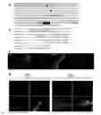Fig. 08 - INCREASING LIFESPAN BY MODULATING CRTC EXPRESSION OR LOCALIZATION, AND METHODS OF SCREENING FOR MODULATORS OF SAME