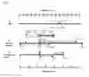 Fig. 08 - Compositions and methods for treating herpes simplex virus