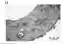 Fig. 01 - Extrusion of a Foamable Fluoropolymer