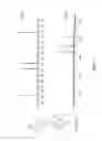 Fig. 02 - POLYMERS BEARING PENDANT PENTAFLUOROPHENYL ESTER GROUPS, AND METHODS OF SYNTHESIS AND FUNCTIONALIZATION THEREOF