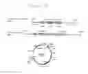 Fig. 03 - METHOD AND MARKER FOR SIMPLE TRANSFORMATION AND SELECTION OF RECOMBINANT PROTISTS