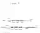 Fig. 05 - METHOD AND MARKER FOR SIMPLE TRANSFORMATION AND SELECTION OF RECOMBINANT PROTISTS