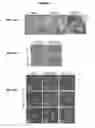 Fig. 09 - PROCESS FOR THE IDENTIFICATION OF COMPOUNDS FOR TREATING CANCER