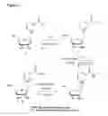 Fig. 07 - Nicotyl riboside compositions and methods of use