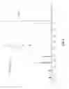 Fig. 05 - Polymers bearing pendant pentafluorophenyl ester groups, and methods of synthesis and functionalization thereof