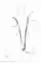 Fig. 01 - SCROTAL SUPPORT GARMENT