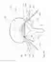 Fig. 17 - Electrosurgical tissue treatment method