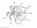 Fig. 01 - Left atrial appendage occlusive devices