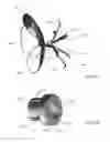 Fig. 44 - Left atrial appendage occlusive devices