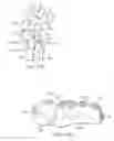 Fig. 15 - System for treating bone fractures