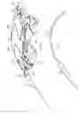 Fig. 09 - Conformable prosthesis delivery system and method for deployment thereof