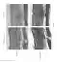 Fig. 12 - Silk fibroin hydrogels and uses thereof