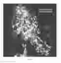 Fig. 21 - Silk fibroin hydrogels and uses thereof