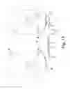 Fig. 07 - Knee prosthesis having cross-compatible dome and anatomic patella components