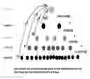Fig. 01 - MONEY TREE NETWORK