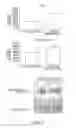 Fig. 08 - SOGA polynucleotides and polypeptides and uses thereof