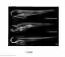 Fig. 06 - Transposition of maize elements in vertebrates