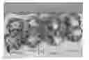 Fig. 01 - Broccoli plants tolerant to hollow/split stem disorder