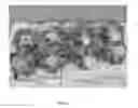 Fig. 03 - Broccoli plants tolerant to hollow/split stem disorder
