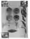 Fig. 01 - Nectarine tree named ‘Pearlicious II’